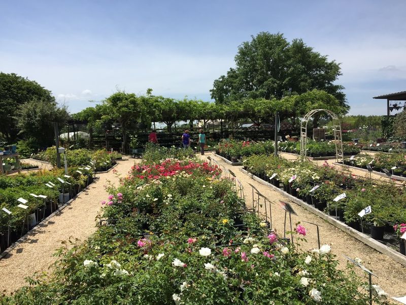 Come See Demonstration Gardens Filled With Mature Specimens