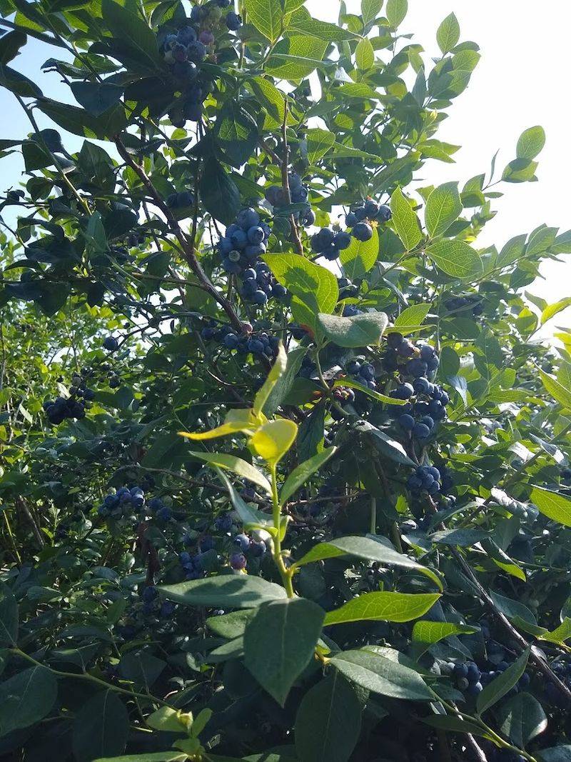 Come See Over 15 Acres of Massive Blueberry Fields