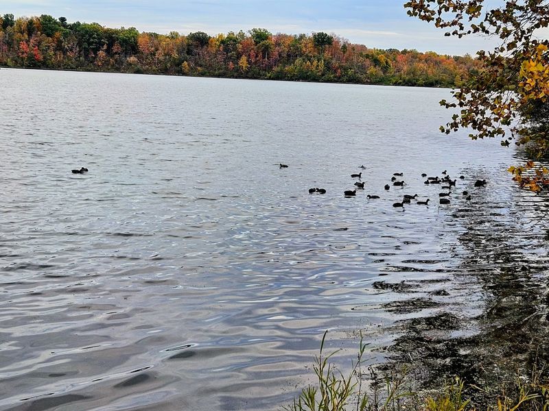 Come Watch Bald Eagles at the Ornithology Center