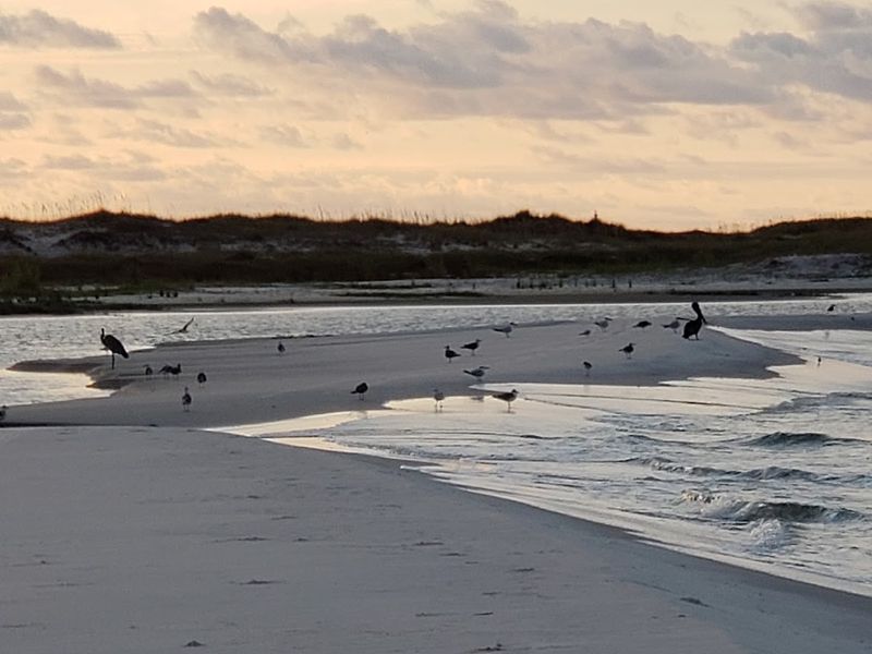 Come Watch Pelicans And Dolphins From The Shoreline