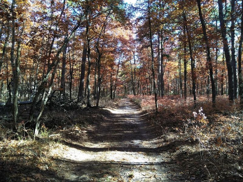 Connector Trail, Bass River State Forest