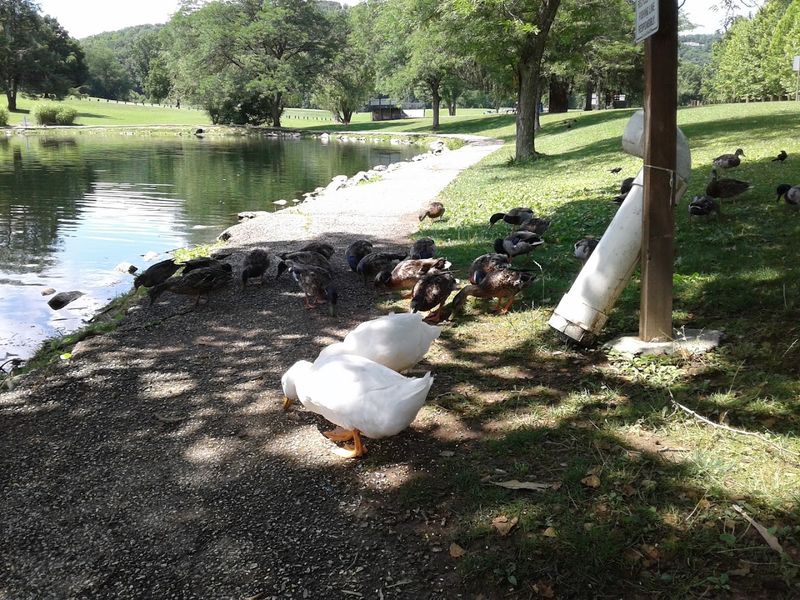 Coonskin Park