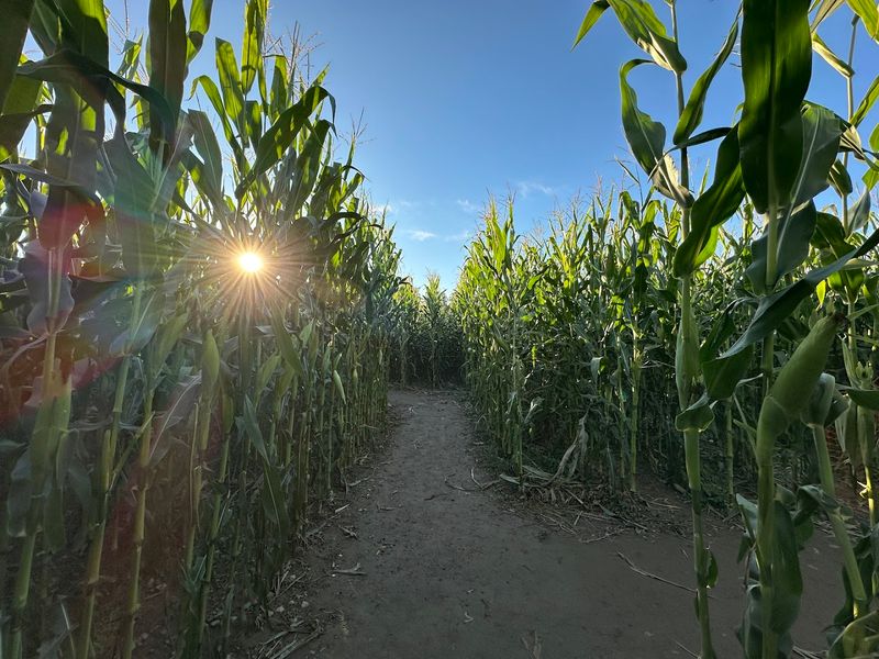 Corn Maze Adventures That Actually Impress