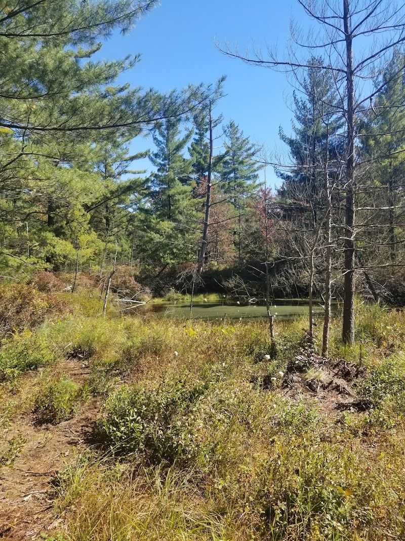 Cowles Bog Trail - Indiana Dunes National Park