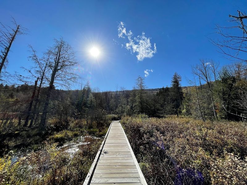 Cranberry Glades Boardwalk Trail