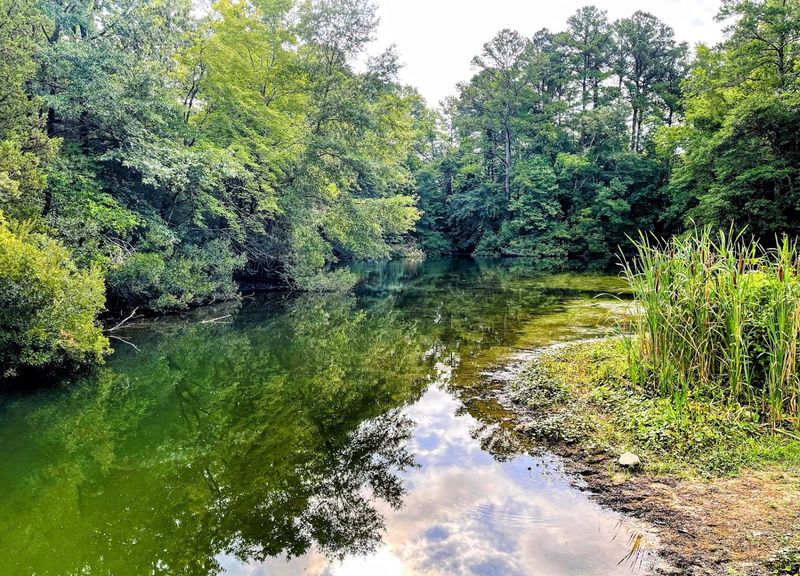 Crane Lake and Its Surprising Saltwater Visitors