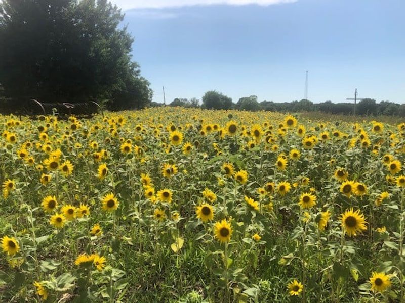 Cross Timbers Christmas Tree and Sunflower Farm, Harrah