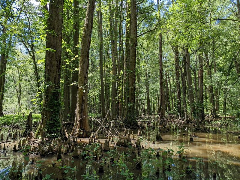 Cypress Knees, the Swamp's Most Fascinating Oddity