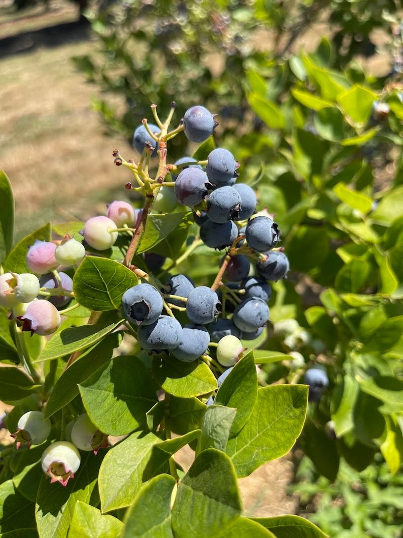 Detering Orchards, Junction City, Oregon