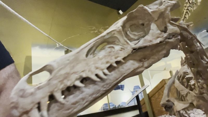 Dig for a Day: Full Immersion in a Real Fossil Quarry