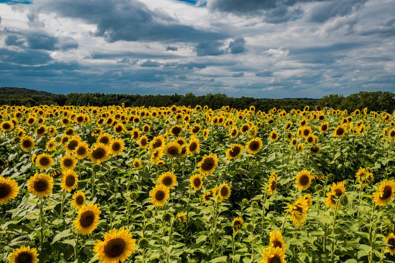 Do Not Skip The Sweet Story Behind The Farm