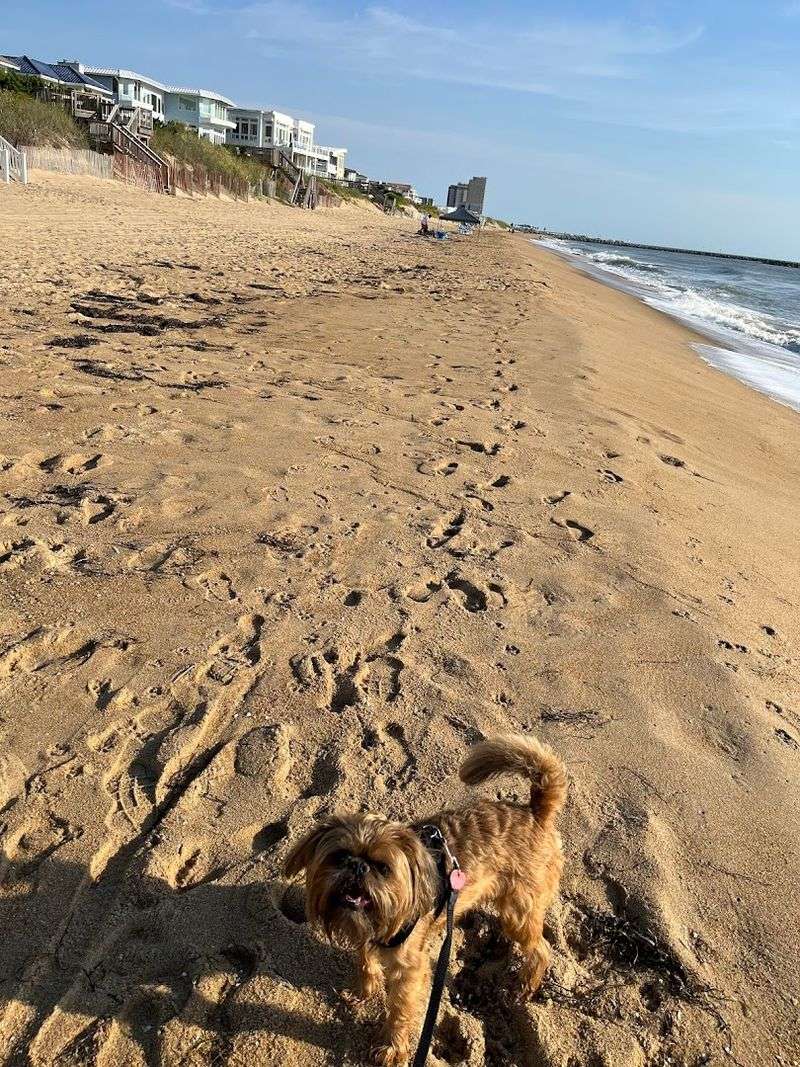 Dog-Friendly Hours That Actually Make Sense