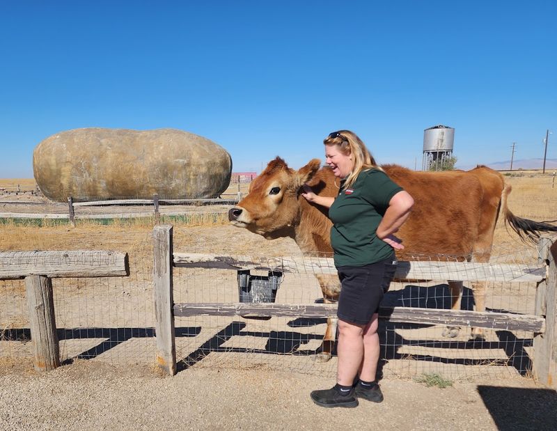 Dolly the Cow and the Farm Life That Comes With Your Stay