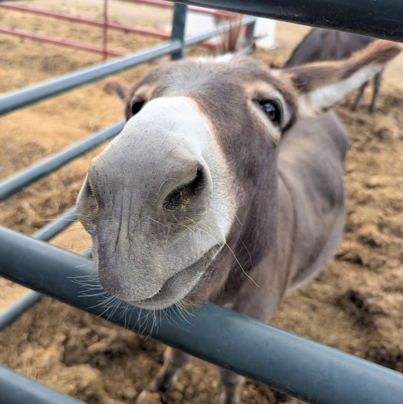 Donkeys and Mules: The Quiet Giants With Big Hearts Donkeys and Mules: The Quiet Giants With Big Hearts