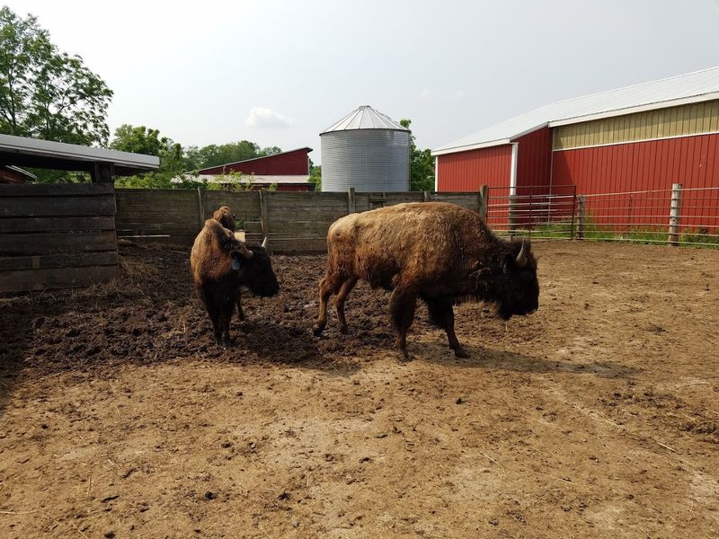 Educational Experiences and Farm Events Worth the Drive