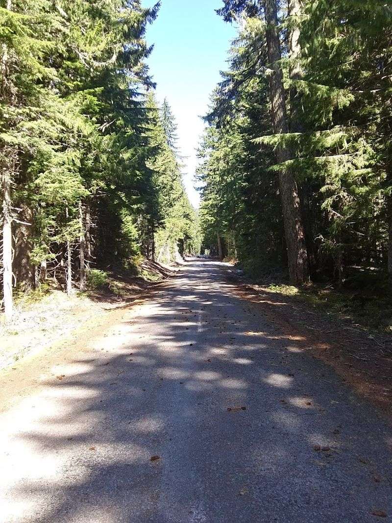 Eerie Encounters: When the Forest Starts to Feel Different