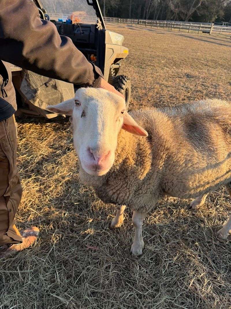 Every Animal Deserves a Fighting Chance Every Animal Deserves a Fighting Chance