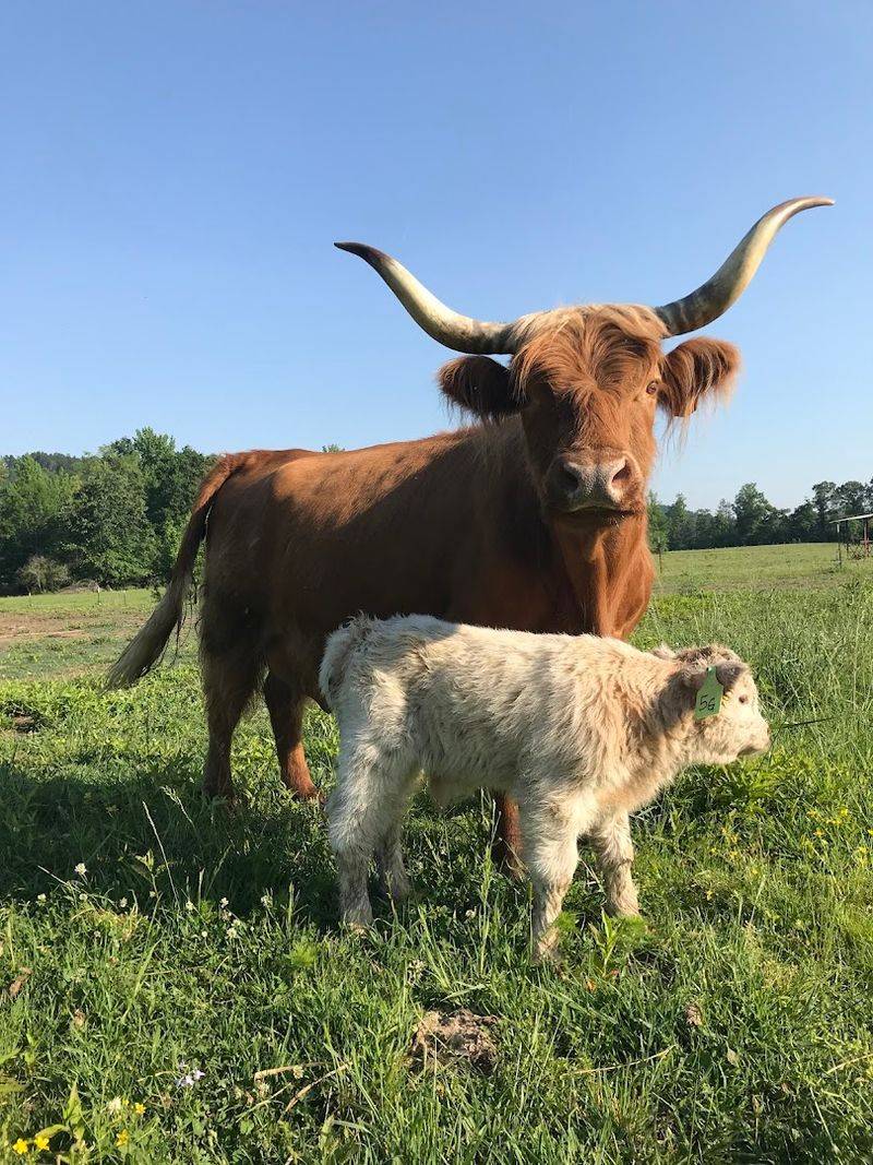 Experience Humane and Natural Farming Practices