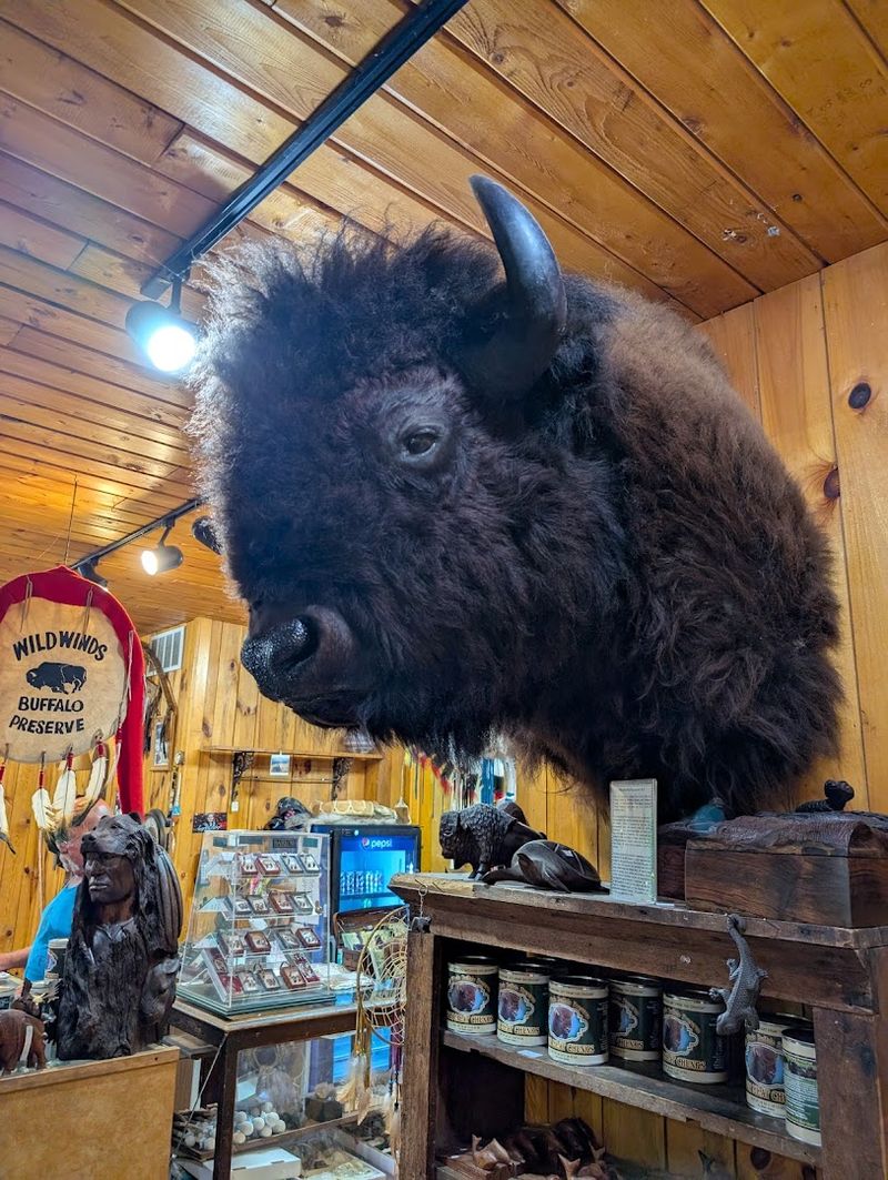 Exploring the Gift Shop and Tasting Real Bison Meat Exploring the Gift Shop and Tasting Real Bison Meat