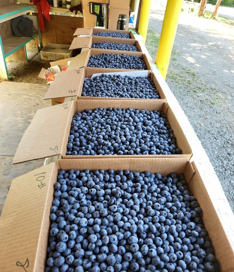 Fair Pricing That Makes Stocking Your Freezer Easy