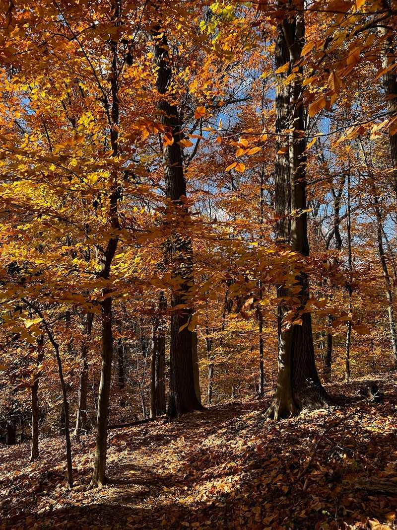 Fall at Cylburn, the Quieter Season That Still Delivers