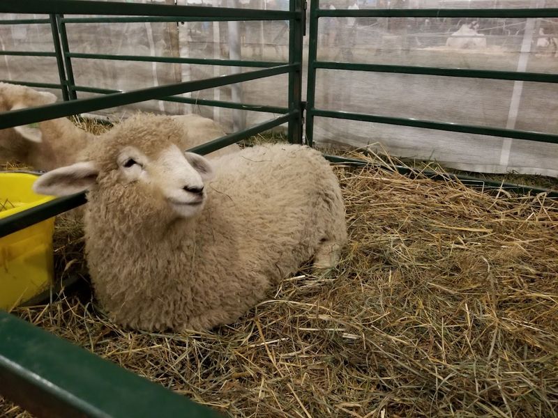 Farm Animals and 4-H Exhibits Worth Every Minute Farm Animals and 4-H Exhibits Worth Every Minute