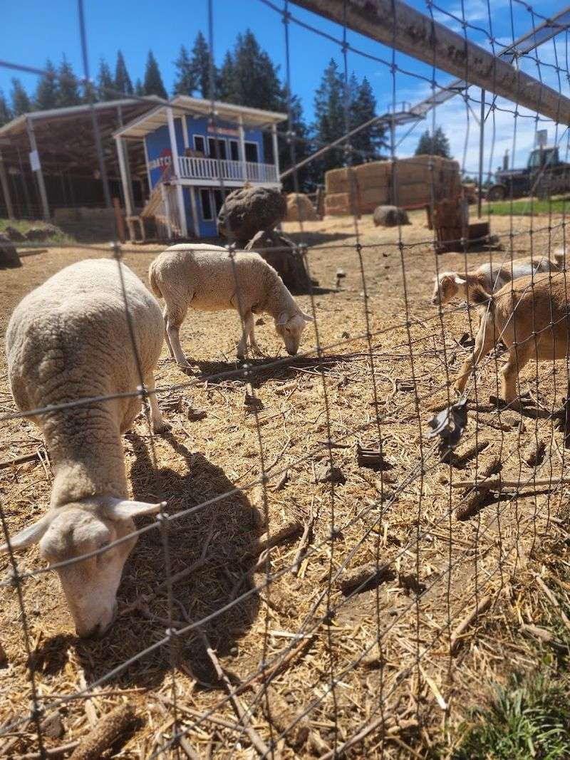 Farm Animals and Hands-On Encounters