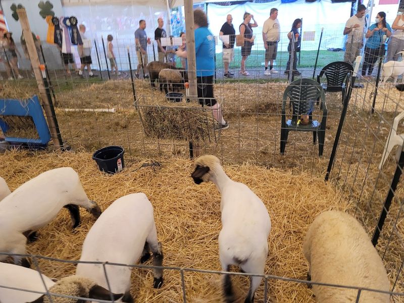 Farm Animals and Livestock Exhibits Worth Seeing
