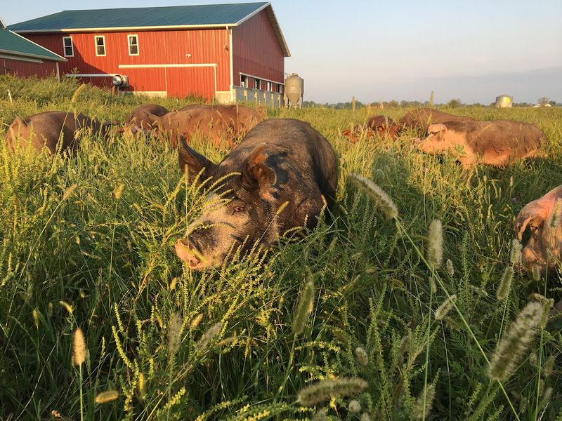 Farm-to-Table Sourcing From Tyner Pond Farm Farm-to-Table Sourcing From Tyner Pond Farm