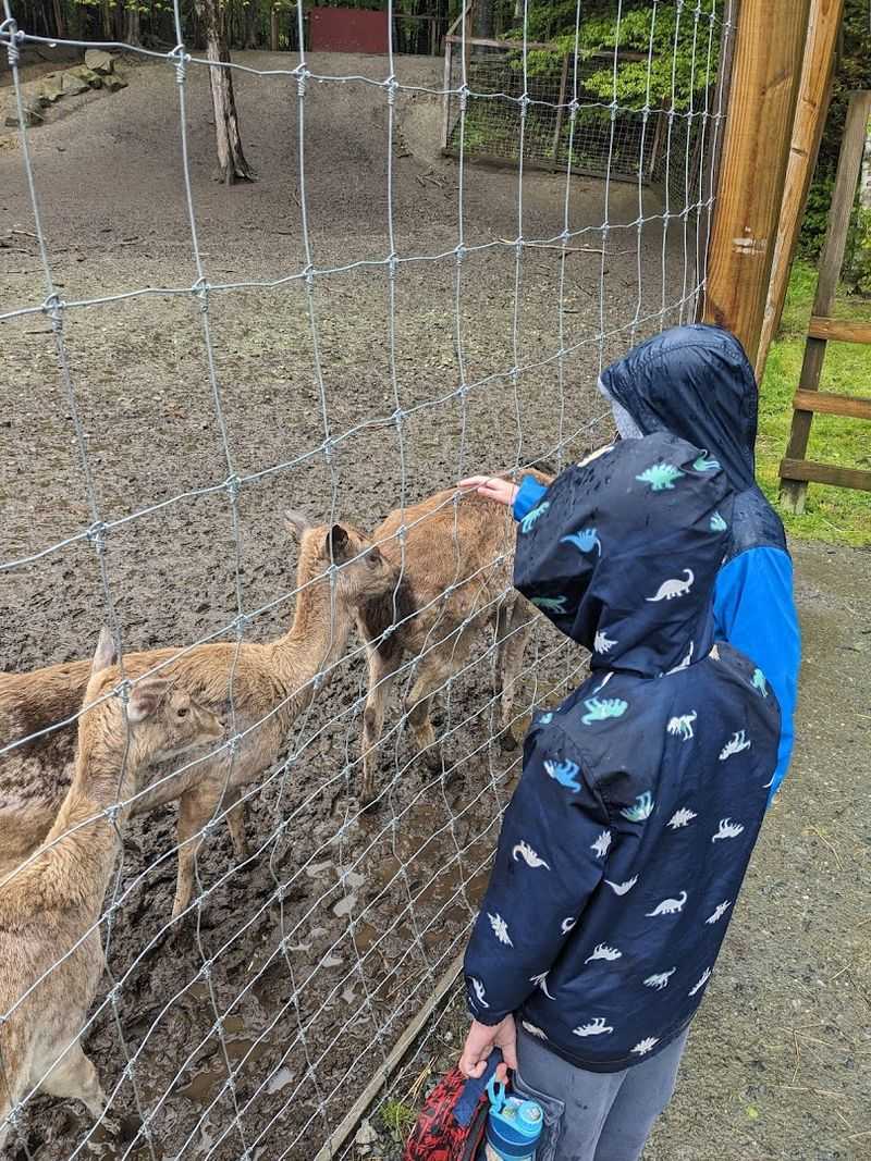 Feeding Deer and Ducks at the Farm Area