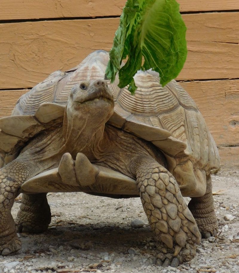 Feeding Time Changes Everything Feeding Time Changes Everything