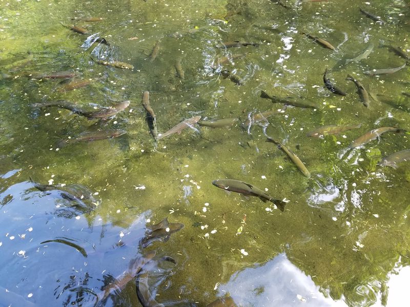 Feeding the Rainbow Trout with Quarters