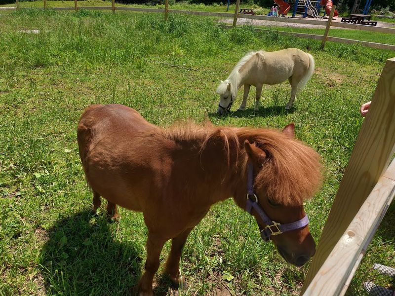 Fiddlefern Petting Farm Is Pure Joy for Kids and Adults Alike