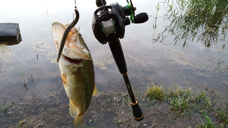 Fishing for Bass and Catfish at Eagle Lake Fishing for Bass and Catfish at Eagle Lake