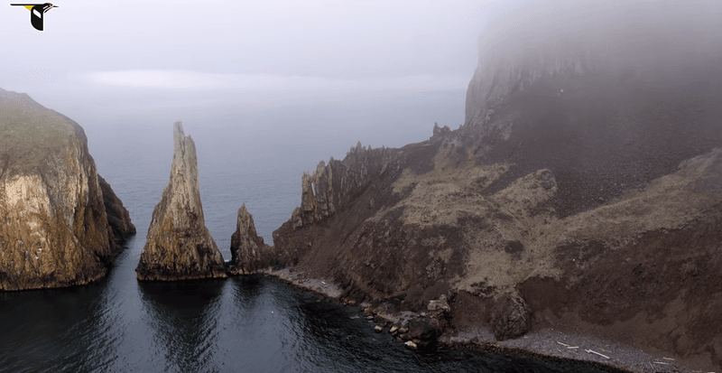 Five Million Seabirds and One Tiny Bunting