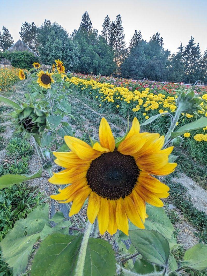 Flower Fields and Scenic Photo Opportunities