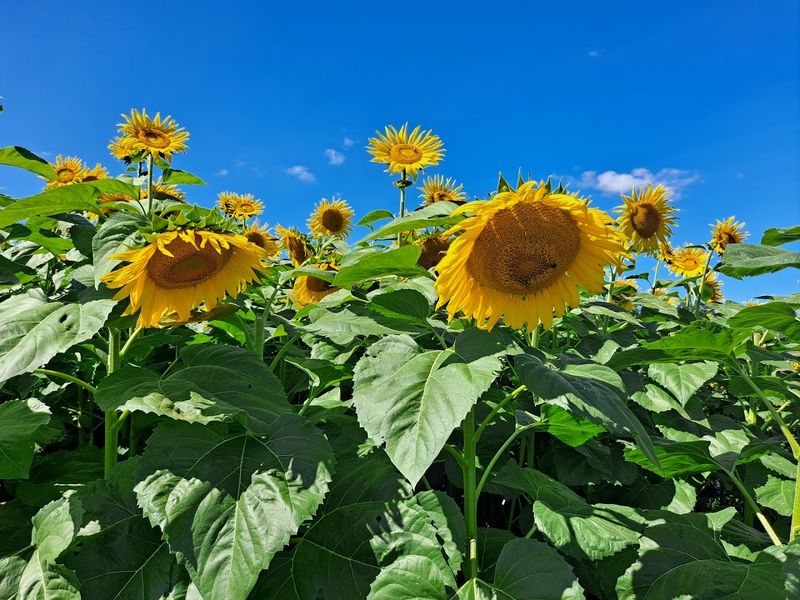 Flower Picking That Feels Like a Real Treat