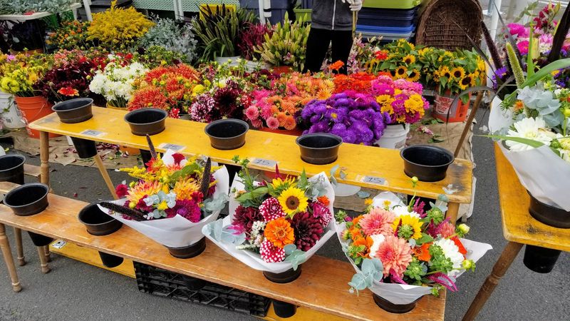 Flowers and Plants That Brighten Your Week