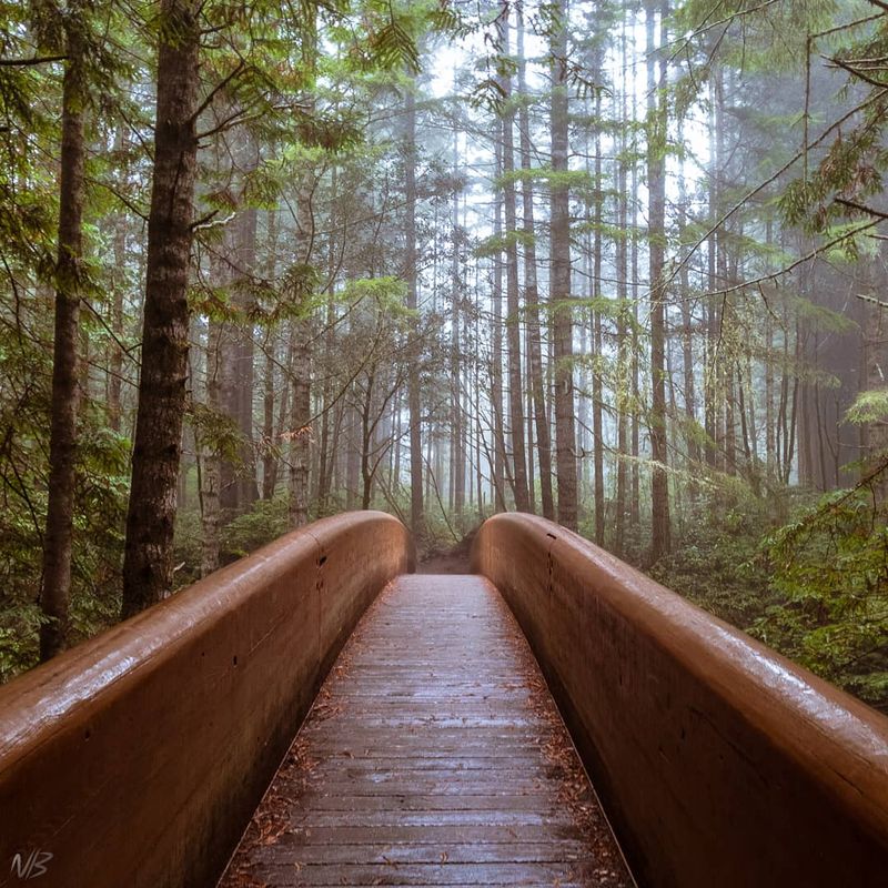 Fog And Light Do Half The Magic