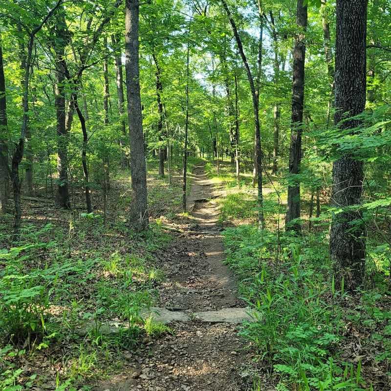Forest Trails Built for Every Kind of Explorer