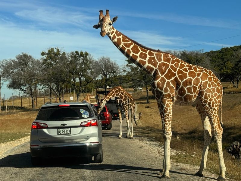 Fossil Rim Wildlife Center, Cresson, Texas