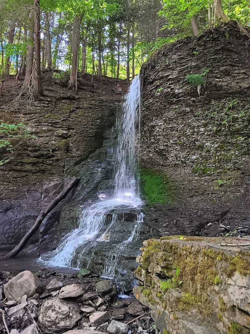 Fossils Hidden in the Gorge Walls: Corals, Sponges, and Sea Scorpions