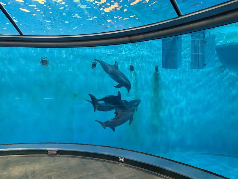 Free Dolphin Presentations Included with Zoo Admission Free Dolphin Presentations Included with Zoo Admission