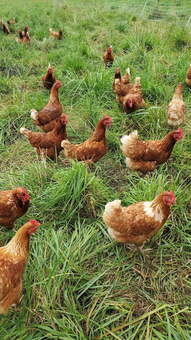 Free-Range Chickens Raised the Right Way