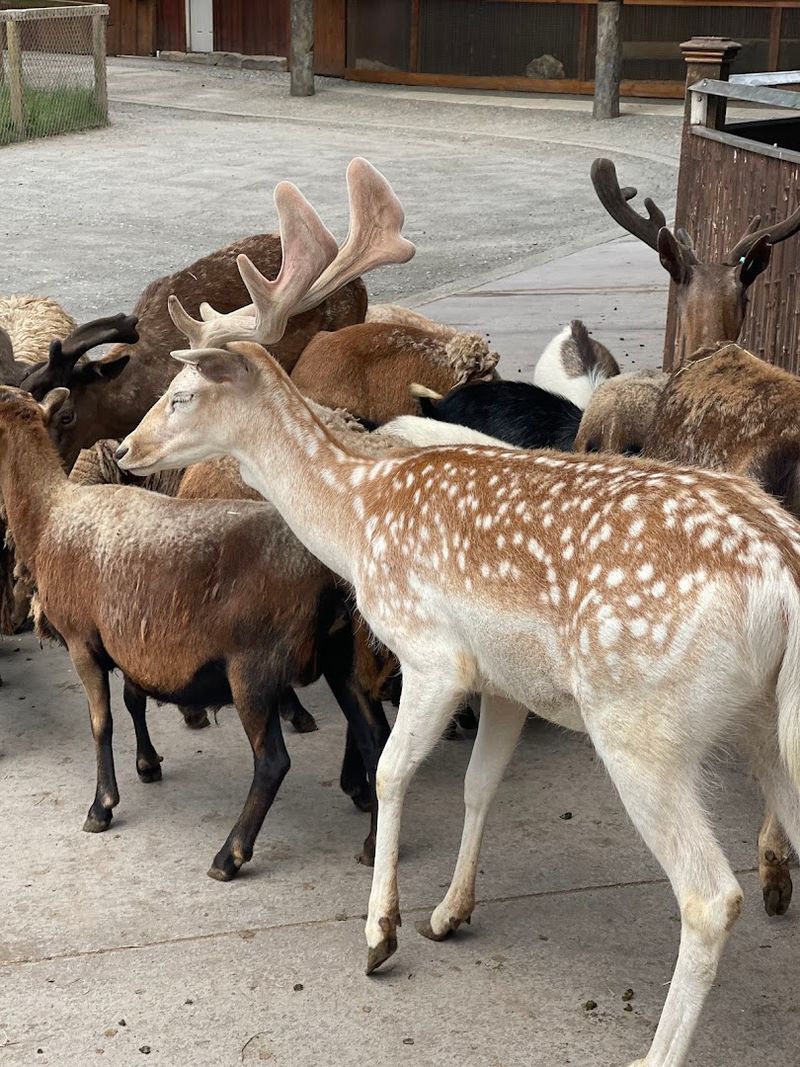 Free-Roaming Animals That Walk Right Up to You