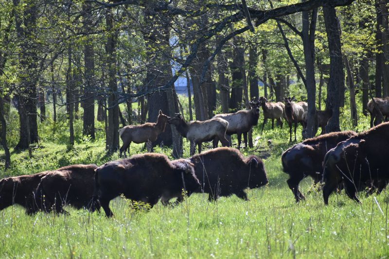 Free-Roaming Bison and Elk Herds Found Nowhere Else in Indiana