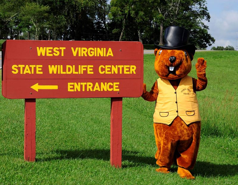 French Creek Freddie, West Virginia's Famous Groundhog