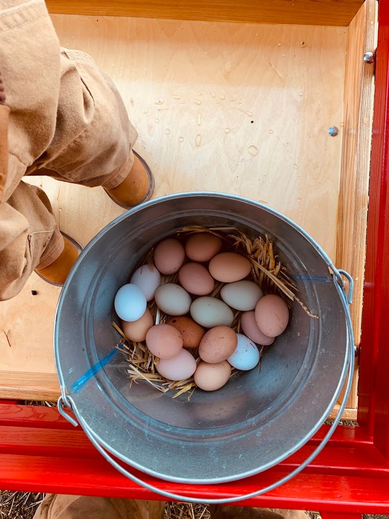 Fresh Eggs From Laying Hens Fed Non-GMO Feed Fresh Eggs From Laying Hens Fed Non-GMO Feed