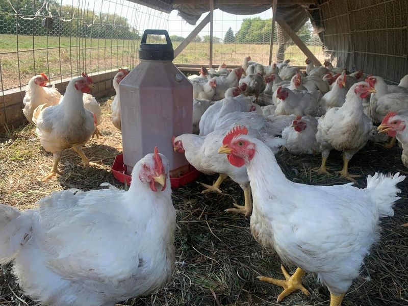 Fresh Farm Eggs Worth the Drive