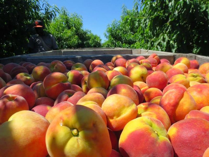 Fresh Fruit Straight From Over 1,350 Acres of Orchards